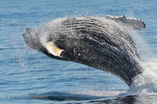 whale watching in Cape Cod